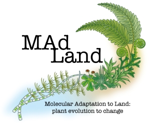 MAdLand_Logo